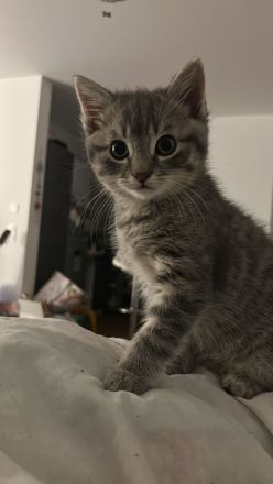 BKH und EKH Kitten
