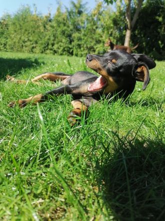 Welpe Prager Rattler