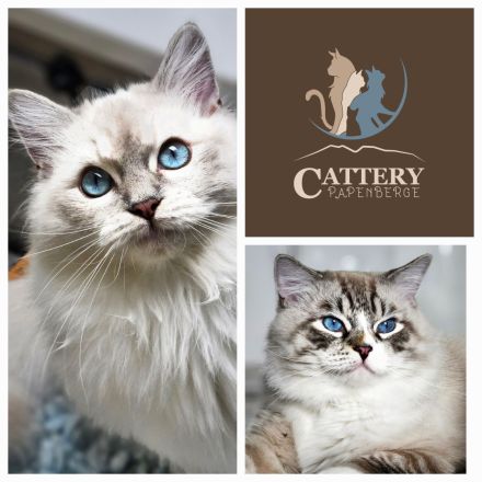 Cattery vom Papenberge