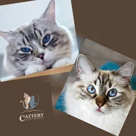 Cattery vom Papenberge