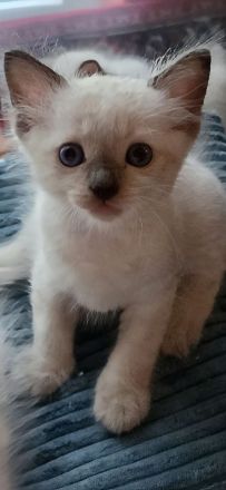 Ragdoll Kitten mit Stammbaum