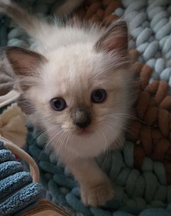 Ragdoll Kitten mit Stammbaum