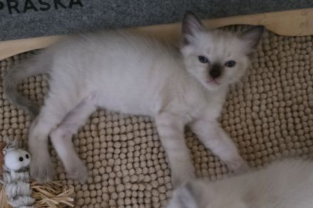 Ragdoll Kitten mit Stammbaum