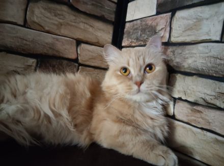 Munchkin Katze, potent, ohne Stammbaum