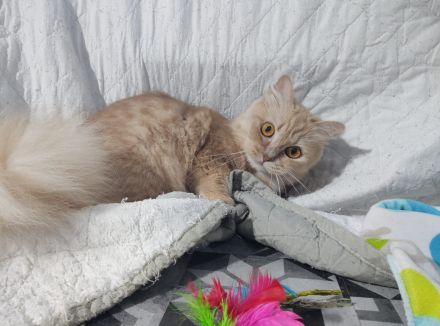 Munchkin Katze, potent, ohne Stammbaum