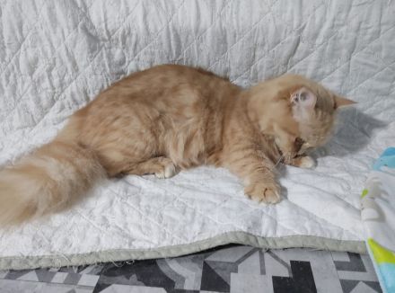 Munchkin Katze, potent, ohne Stammbaum