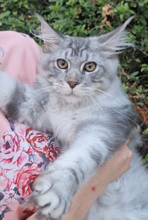 Kastrierte, verspielte wunderschöne Maine Coon Kitten aus einer seriösen Zucht