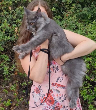 Kastrierte, verspielte wunderschöne Maine Coon Kitten aus einer seriösen Zucht