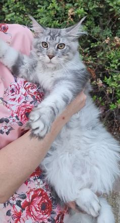 Kastrierte, verspielte wunderschöne Maine Coon Kitten aus einer seriösen Zucht