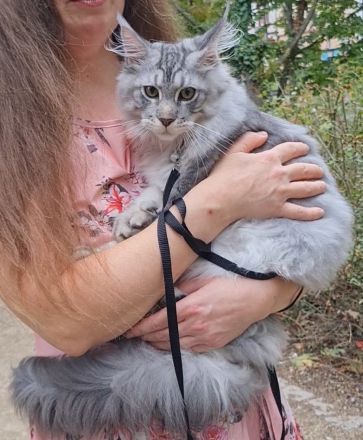 Kastrierte, verspielte wunderschöne Maine Coon Kitten aus einer seriösen Zucht