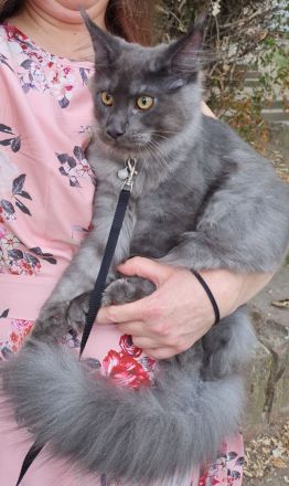 Kastrierte, verspielte wunderschöne Maine Coon Kitten aus einer seriösen Zucht