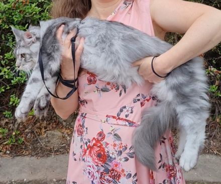 Kastrierte, verspielte wunderschöne Maine Coon Kitten aus einer seriösen Zucht