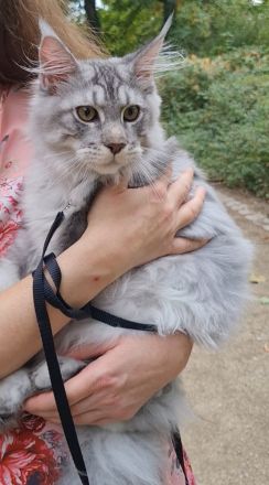 Kastrierte, verspielte wunderschöne Maine Coon Kitten aus einer seriösen Zucht