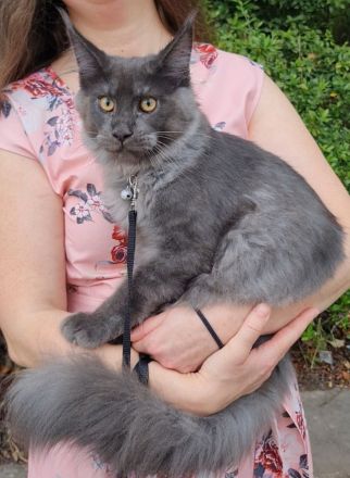 Kastrierte, verspielte wunderschöne Maine Coon Kitten aus einer seriösen Zucht