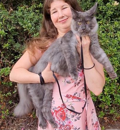 Kastrierte, verspielte wunderschöne Maine Coon Kitten aus einer seriösen Zucht