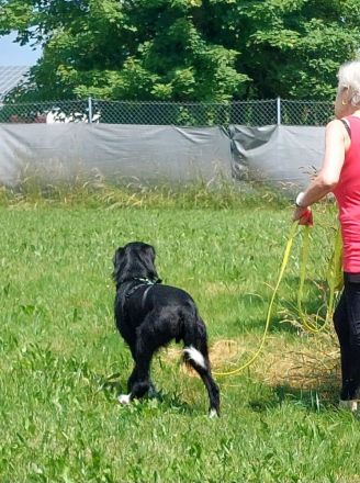 Elmo - sensibler Begleiter sucht seinen Herzplatz