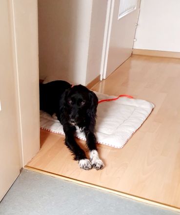 Elmo - sensibler Begleiter sucht seinen Herzplatz