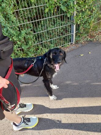 Elmo - sensibler Begleiter sucht seinen Herzplatz