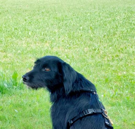 Elmo - sensibler Begleiter sucht seinen Herzplatz