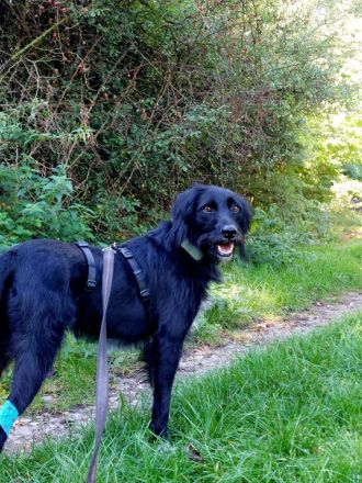 Elmo - sensibler Begleiter sucht seinen Herzplatz