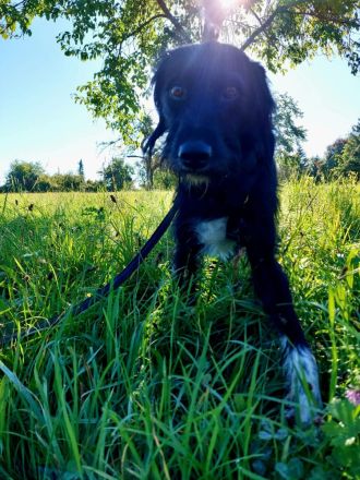 Elmo - sensibler Begleiter sucht seinen Herzplatz