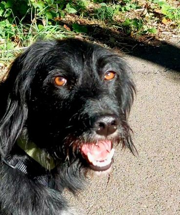 Elmo - sensibler Begleiter sucht seinen Herzplatz