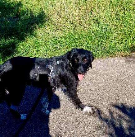 Elmo - sensibler Begleiter sucht seinen Herzplatz