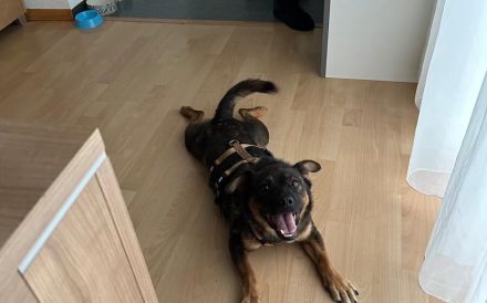 Annabella sucht ein neues Zuhause