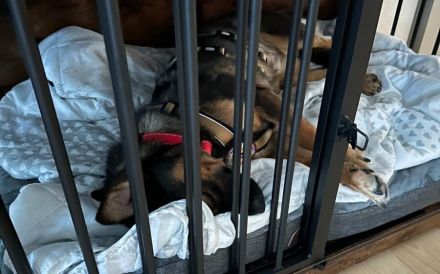 Annabella sucht ein neues Zuhause