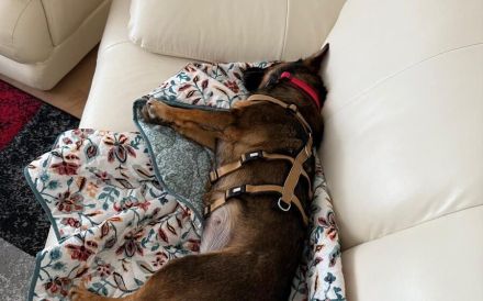 Annabella sucht ein neues Zuhause