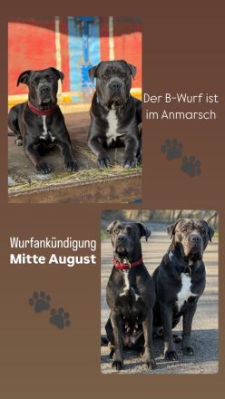 Cane Corso Blue Line Welpen