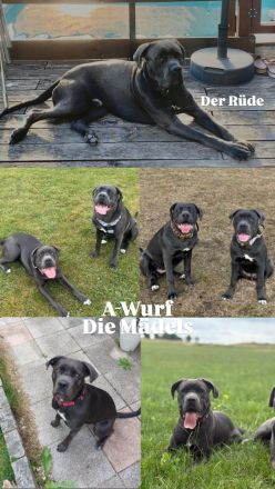 Cane Corso Blue Line Welpen