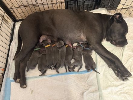 Cane Corso Blue Line Welpen