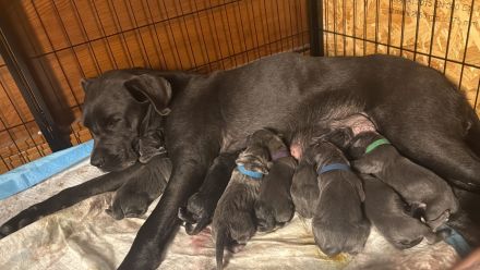 Cane Corso Blue Line Welpen