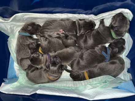 Cane Corso Blue Line Welpen