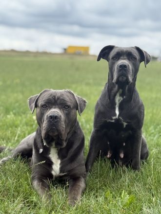 Cane Corso Blue Line Welpen