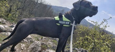 Reinrassige Cane Corso Welpen – 2 gesunde, wunderschöne Hündinnen in Budapest zu vergeben