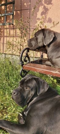 Reinrassige Cane Corso Welpen – 2 gesunde, wunderschöne Hündinnen in Budapest zu vergeben