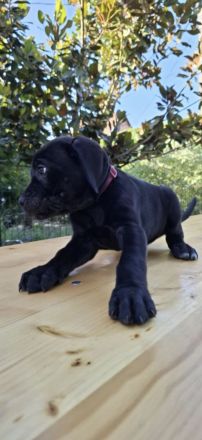 Reinrassige Cane Corso Welpen – 2 gesunde, wunderschöne Hündinnen in Budapest zu vergeben