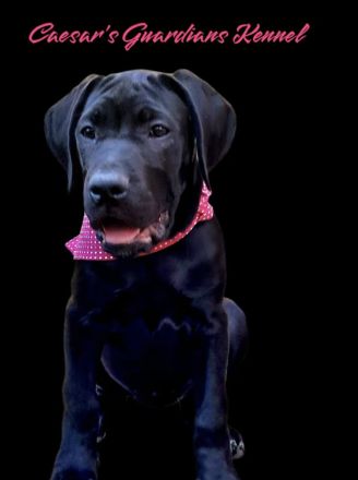 Reinrassige Cane Corso Welpen – 2 gesunde, wunderschöne Hündinnen in Budapest zu vergeben