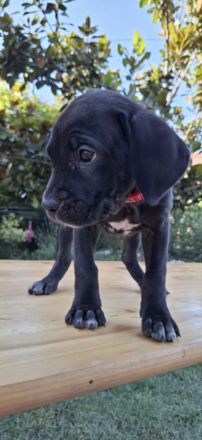 Reinrassige Cane Corso Welpen – 2 gesunde, wunderschöne Hündinnen in Budapest zu vergeben