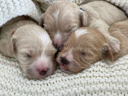Maltipoo Welpen