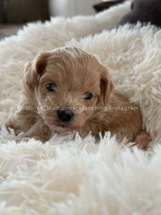 Maltipoo Welpen