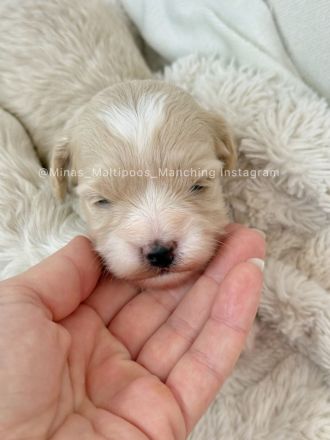 Maltipoo Welpen