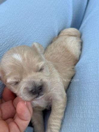 Maltipoo Welpen