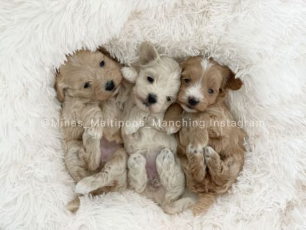 Maltipoo Welpen