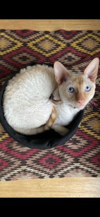 Cornish Rex Deckkater