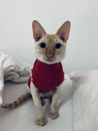 Cornish Rex Deckkater