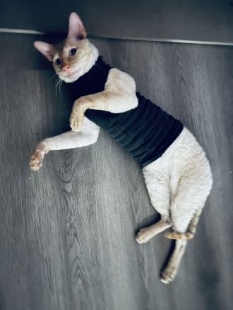 Cornish Rex Deckkater