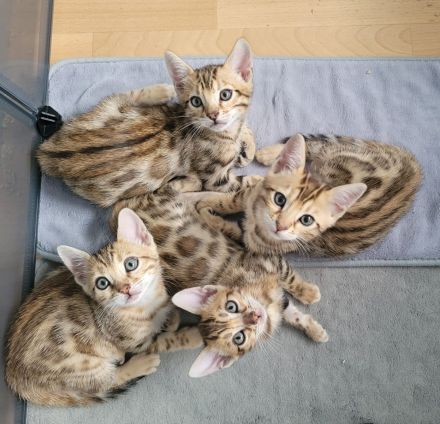 Wunderschöne Bengal Kitten